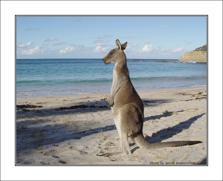 Kangaroo Dreaming*** Кенгуру, Пляж, Австралия, Kangaroo, Beach, Australia