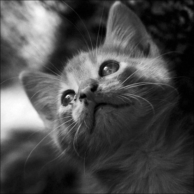 *** cat in bw
