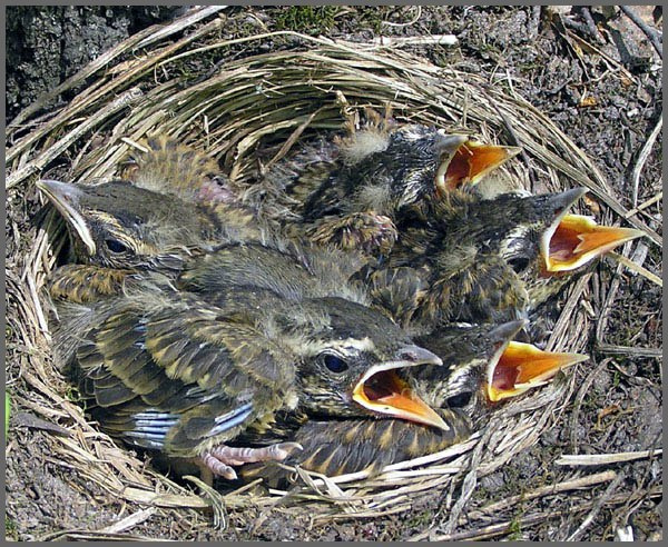 Гнёздышко дрозд-белобровик гнездо птенцы  Turdus iliacus
