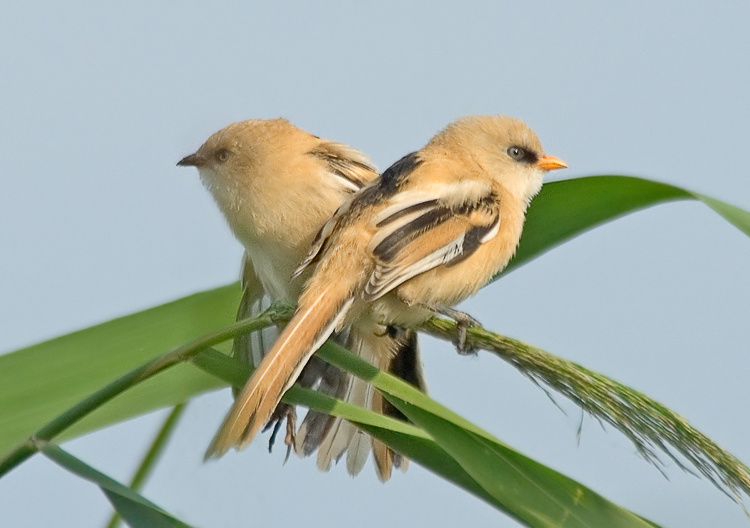 Безусые Усатая синица, Bearded Reedling, Panurus biarmicus