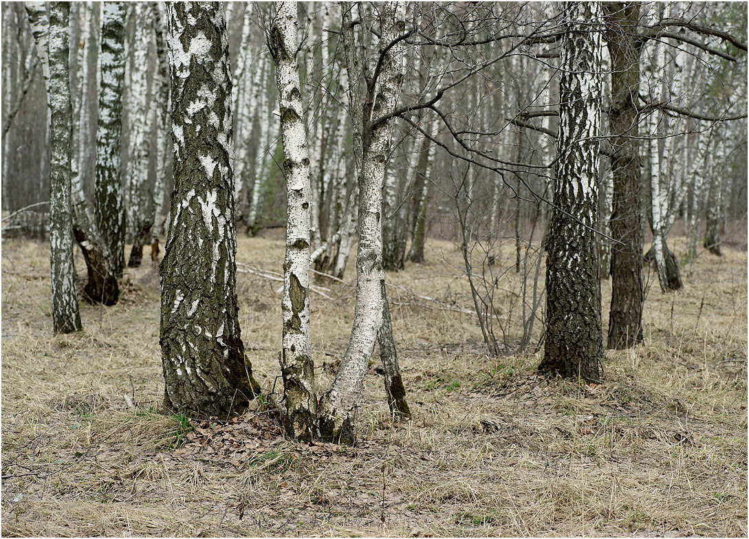 Апрельский лес весна лес березы