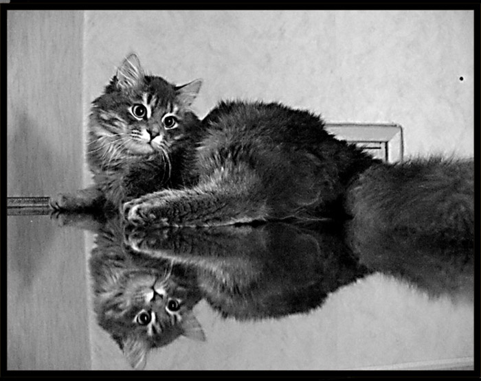 О кошках и их отражениях. отражение кот ч\\б взгляд интерес фотография