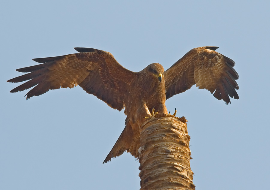 Золотой коршун Черный коршун, Black Kite, Milvus migrans lineatus