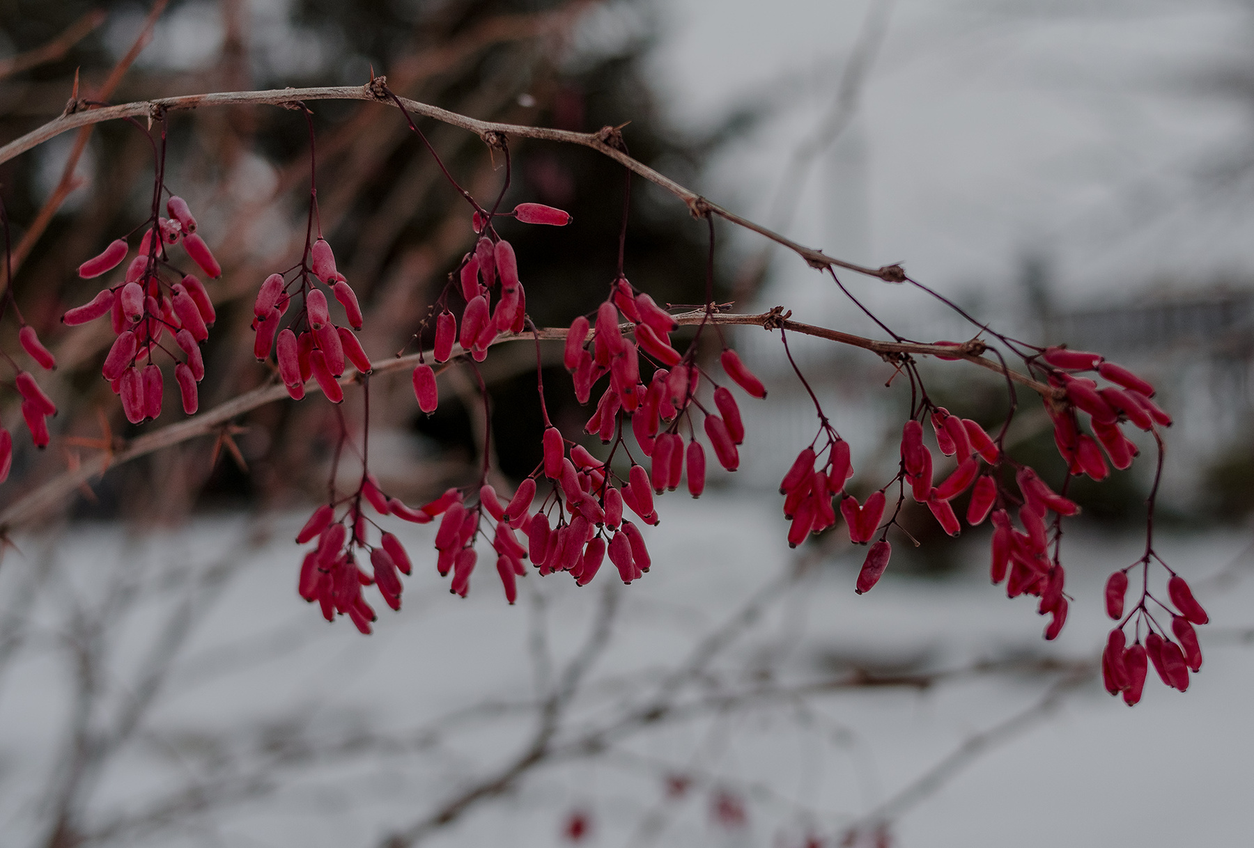 Угощение для пернатых*** 