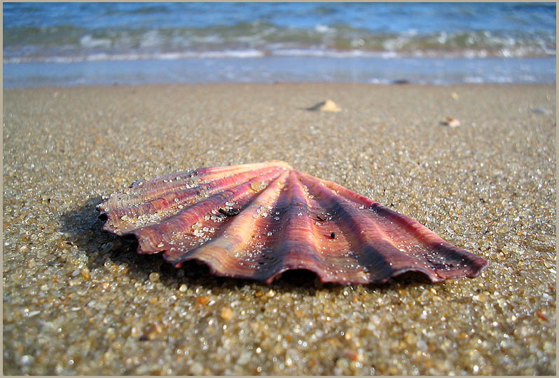 shell 