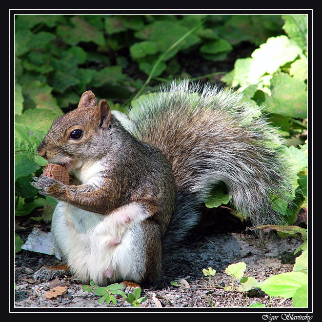 Squirrel Squirrel озеро река горы
