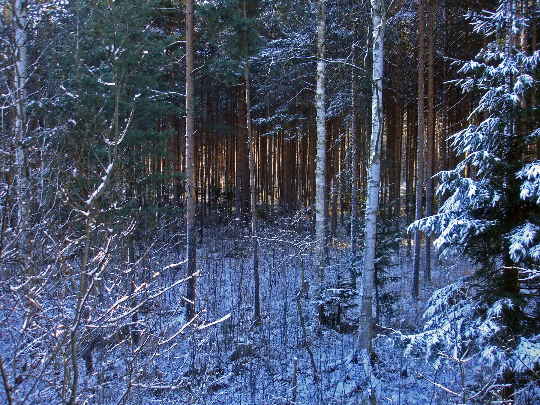 Первый снег-3 лес, снег, октябрь, утро