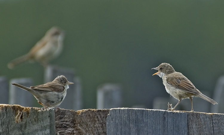 Заборная ругань Серая славка, Whitethroat, Sylvia communis