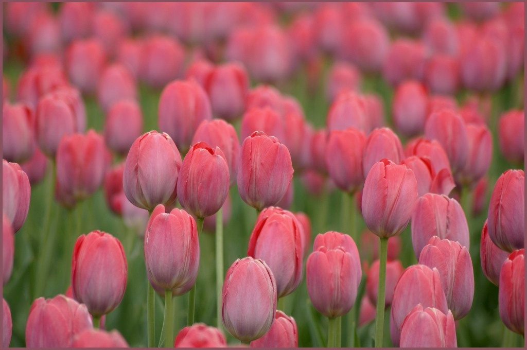 Весеннее столпотворение цветы тюльпаны tulips весна май природа
