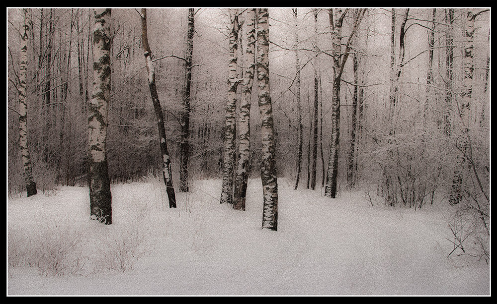 Зимний лес 