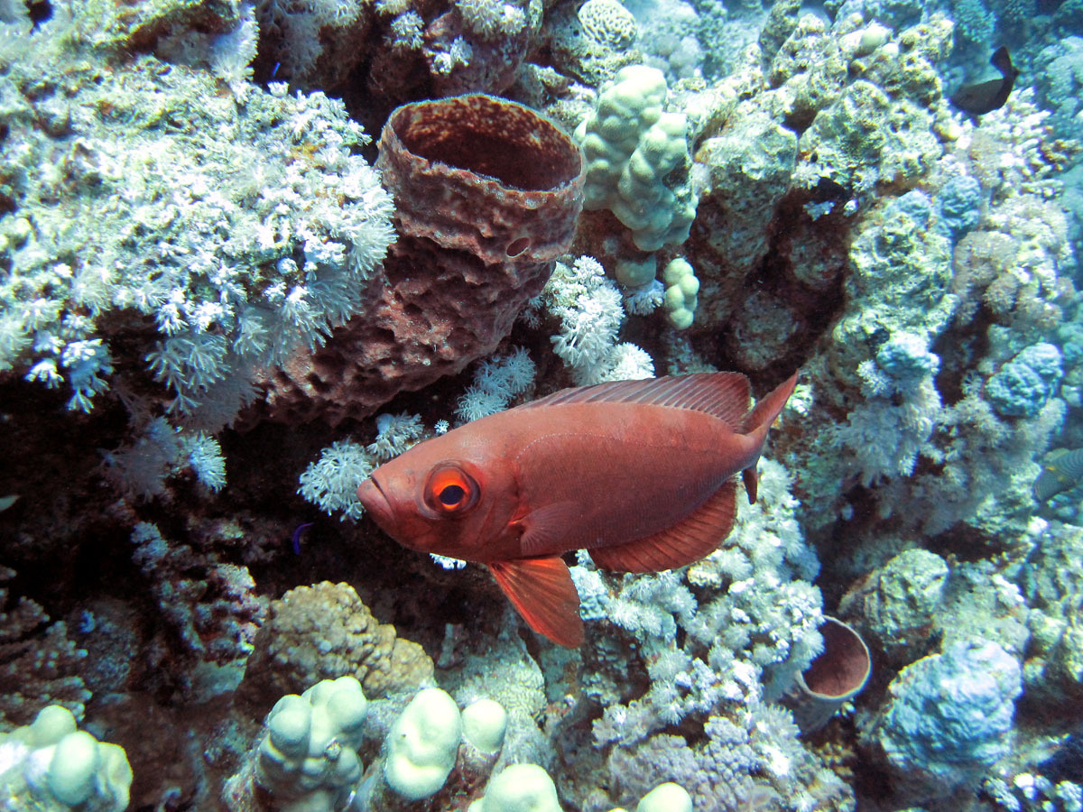 *** красное  море рыбы