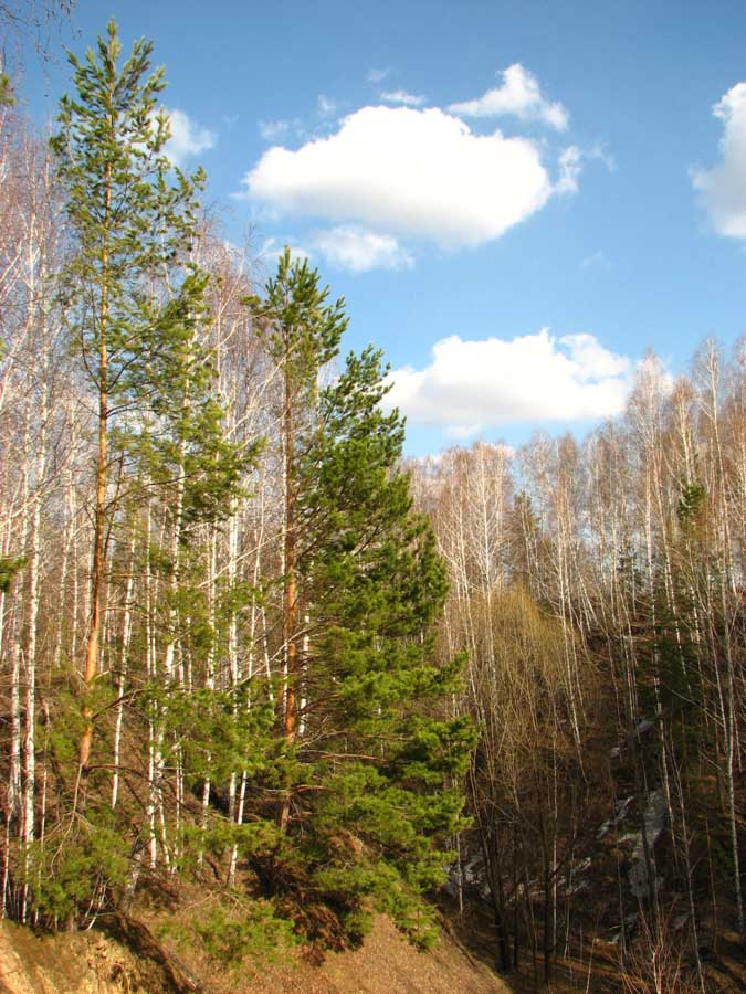 Весеннее настроение лес облака весна сосны березы овраг природа