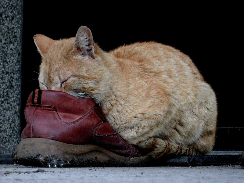 Garfield+++ 