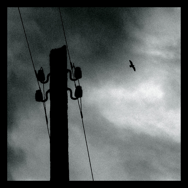 Fly 