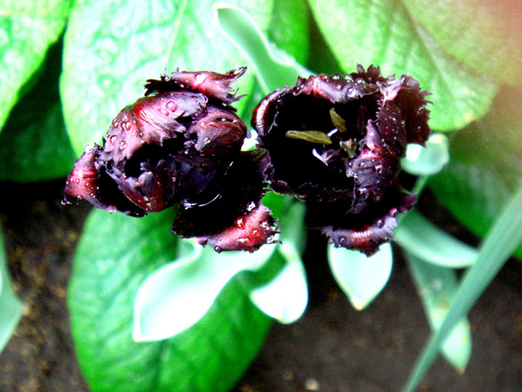 tulips 