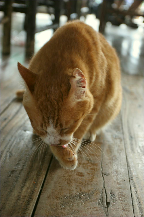Кот коты таиланд