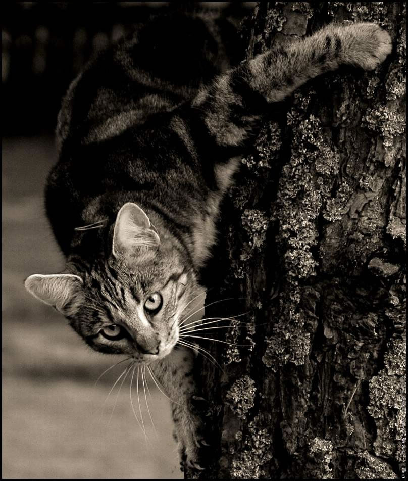 Портрет кота2 кот