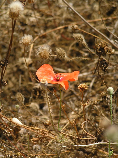 Filerimo\'s poppies Rhodes Greece Filerimo monastery Poppy