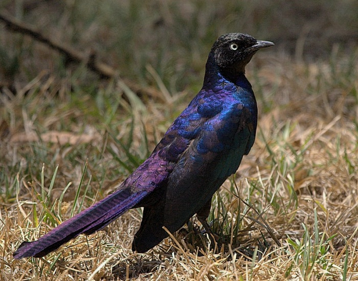 RUPPELL\'S Long-tailed Starling Lamprotorus purpuropterus. Пурпурный скворец Кения,скворец пурпурный