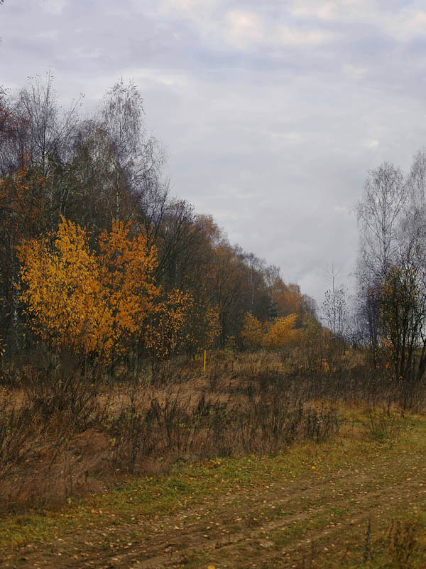 осенняя опушка 