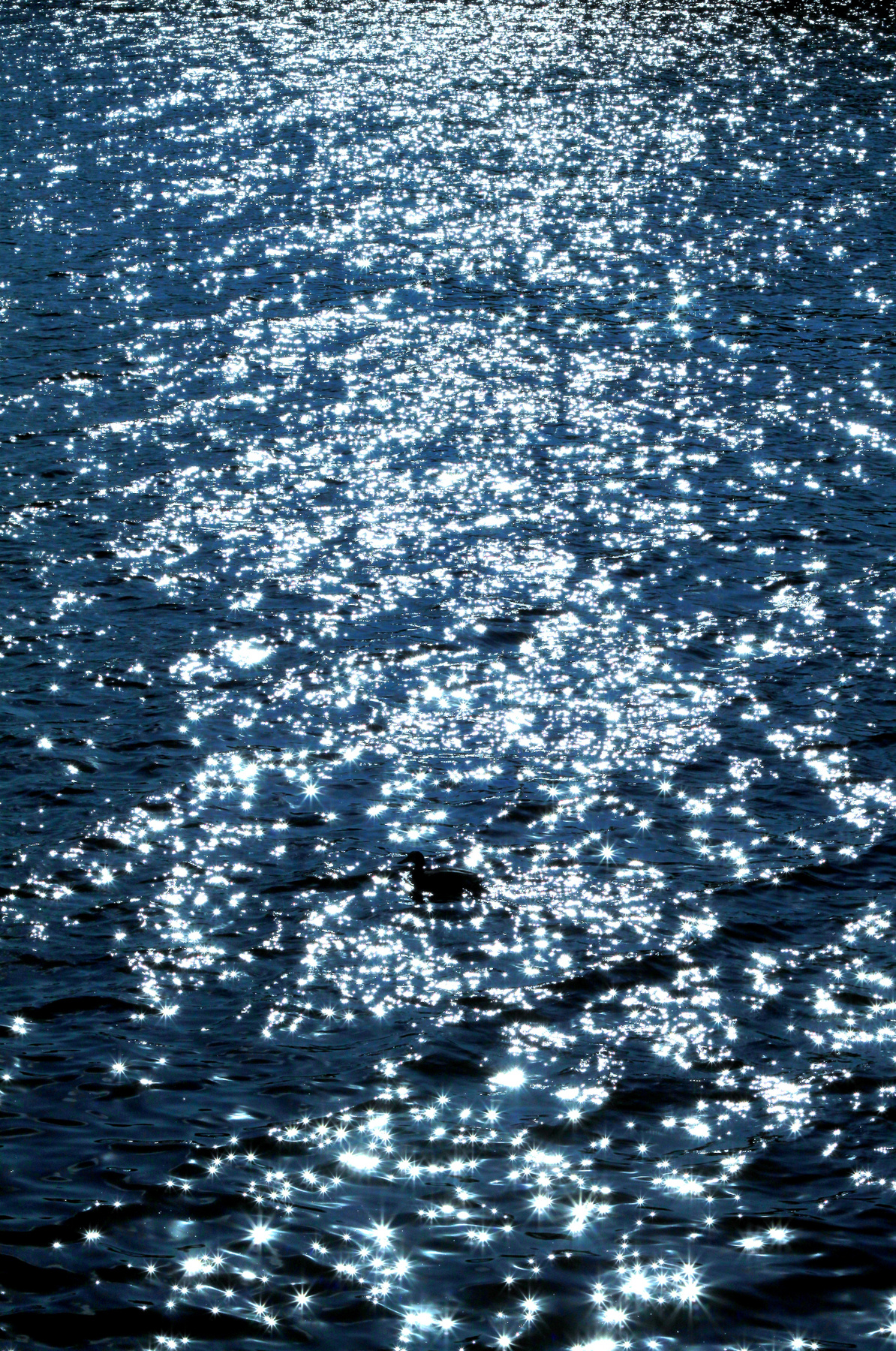 Утка утка солнце вода