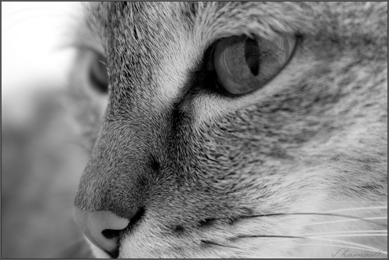 Кошкопортрет 