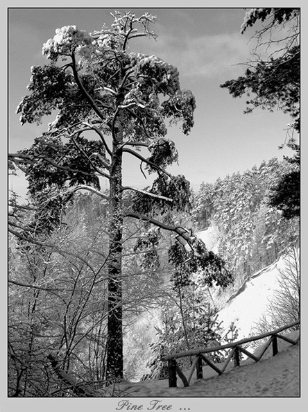 pine tree ... 