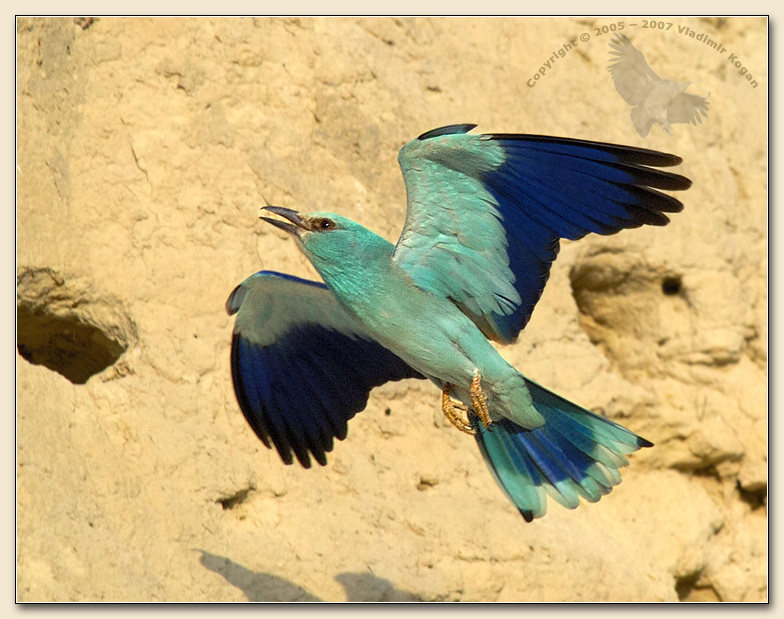 Roller flight Roller