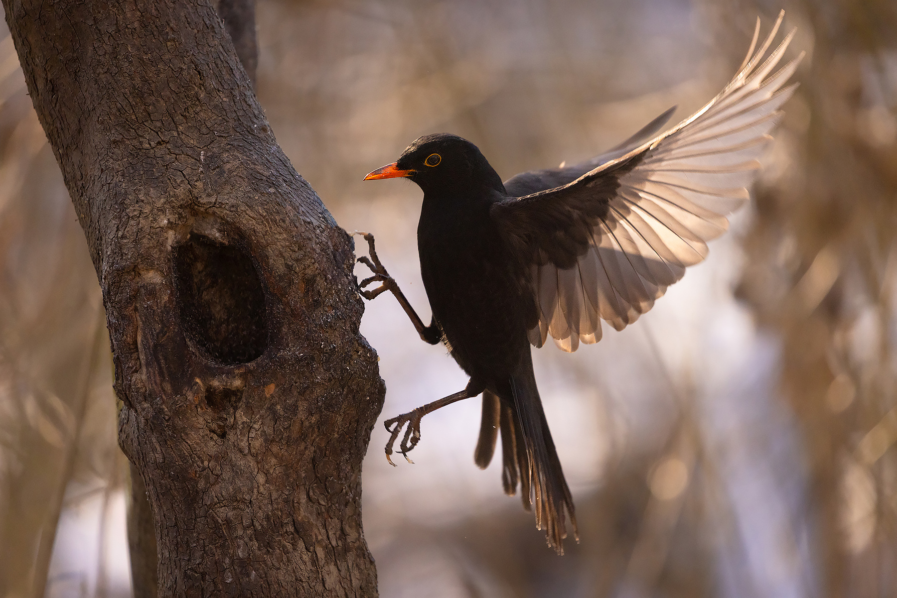 Blackbird 