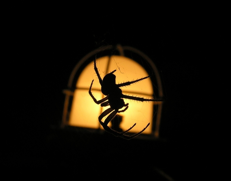 spider паук ночь фонарь