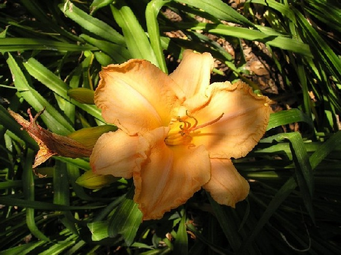 orange beauty botanic garden in Dallas