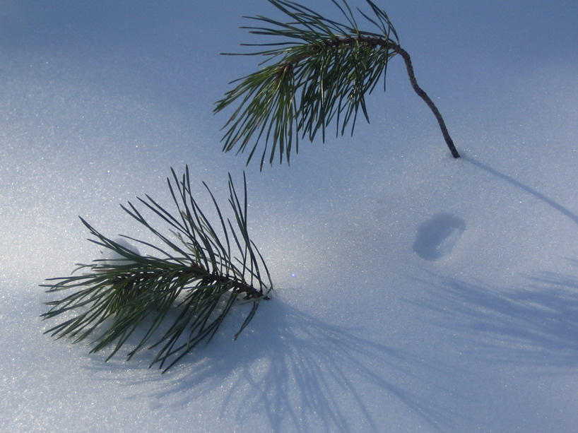 Родная стихия снег ветка