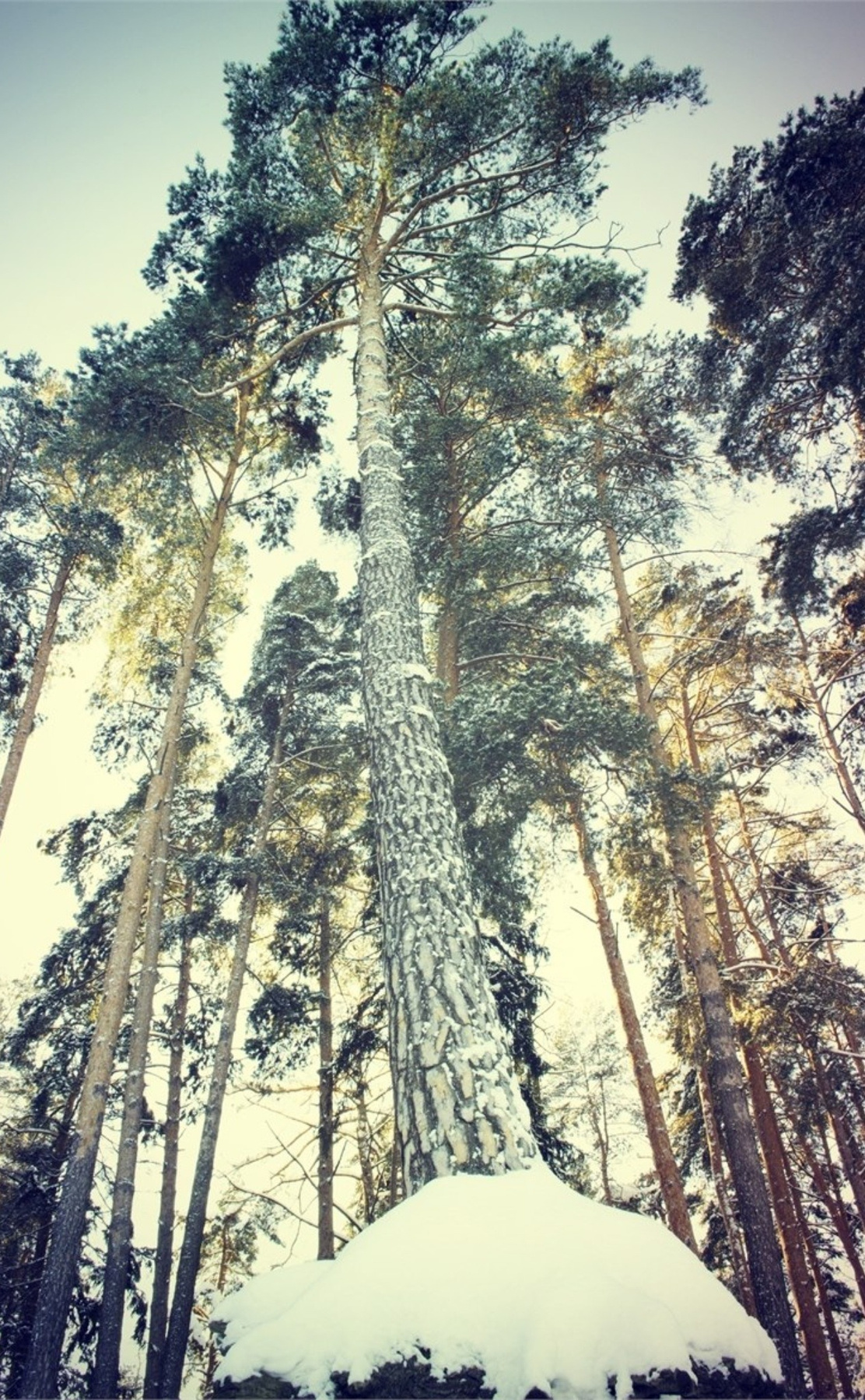 Зимний лес 