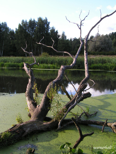 Rauh природа, коряга