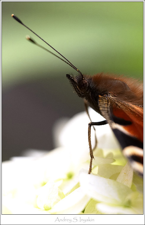 Бабочка \"Павлиний глаз\" Бабочка Павлиний глаз