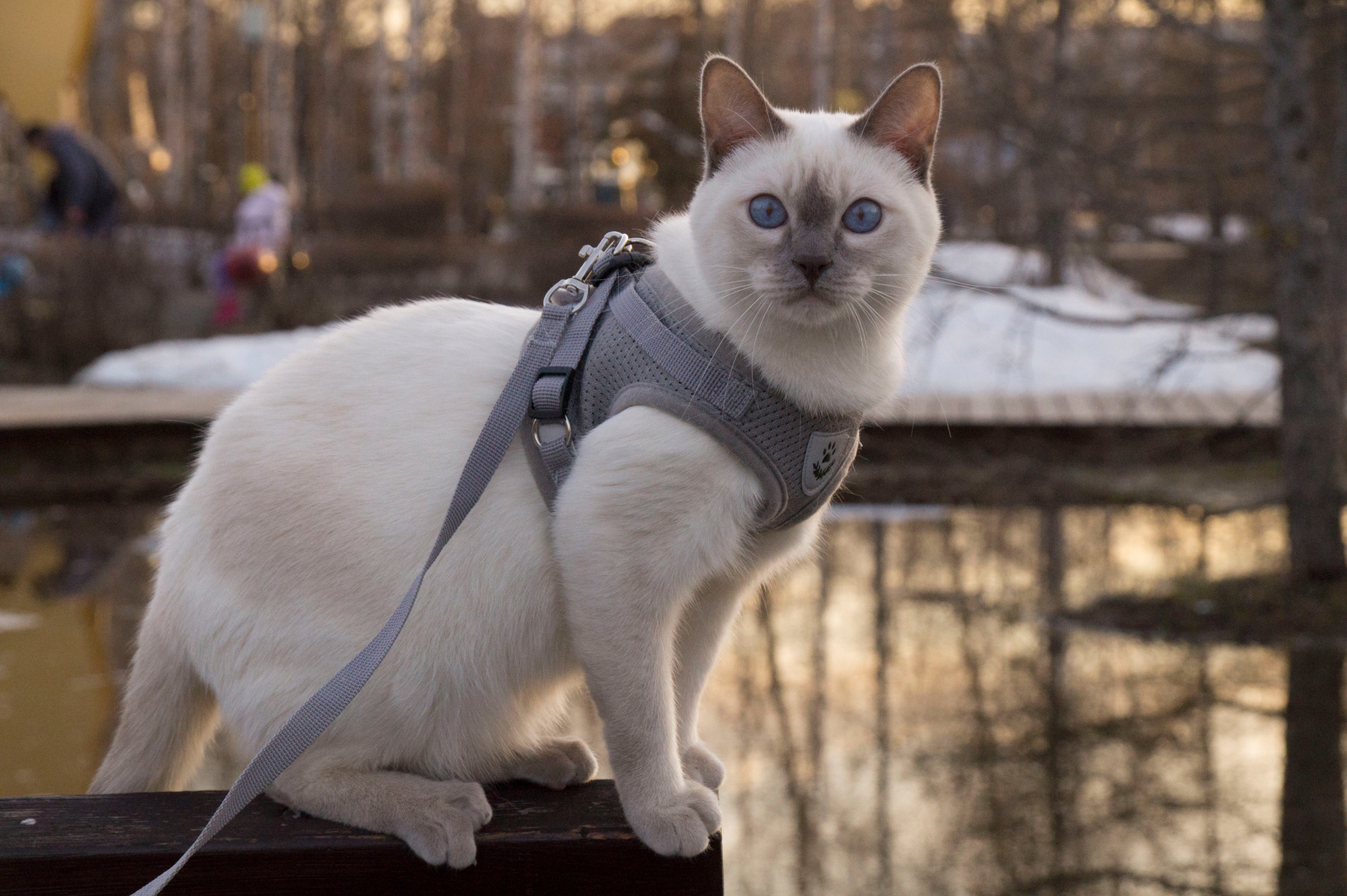 кот сам по себе кот кошка