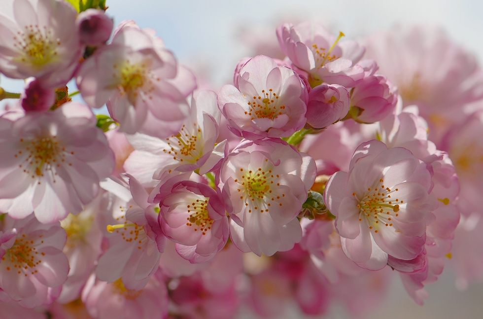 Розовый апрель розовые цветы деревья весна апрель prunus