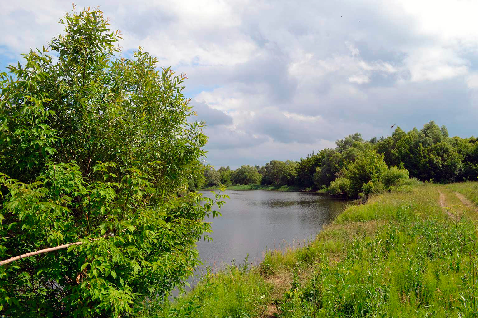 Ворона 