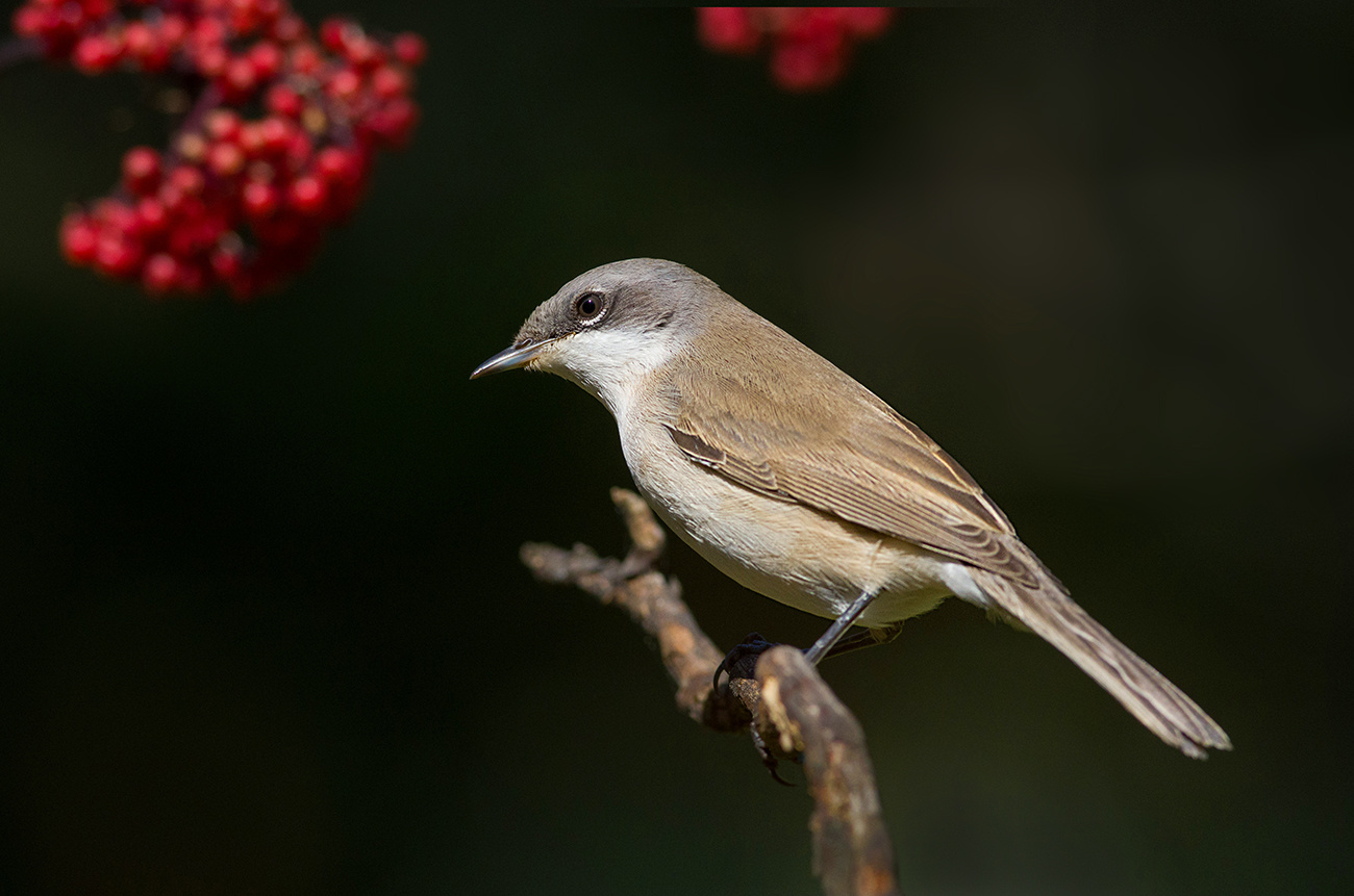 У бузины Славка мельничек славка завирушка бузина