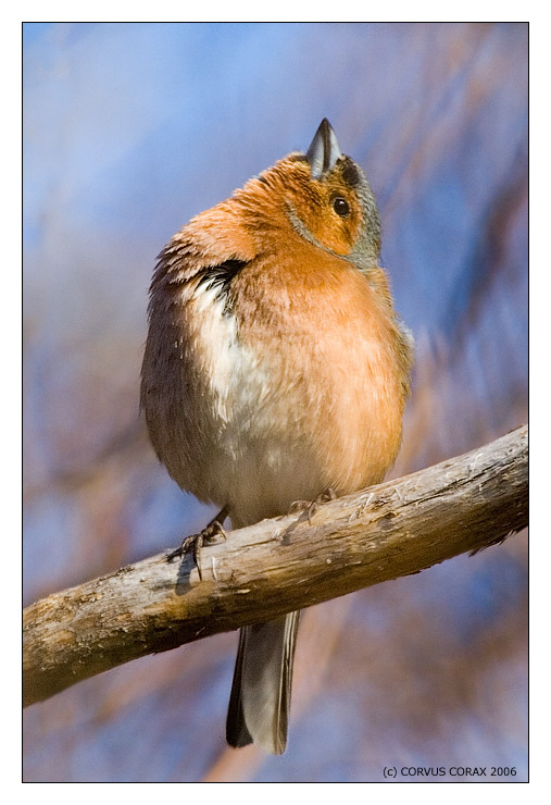 Кокет :) Зяблик Fringilla coelebs