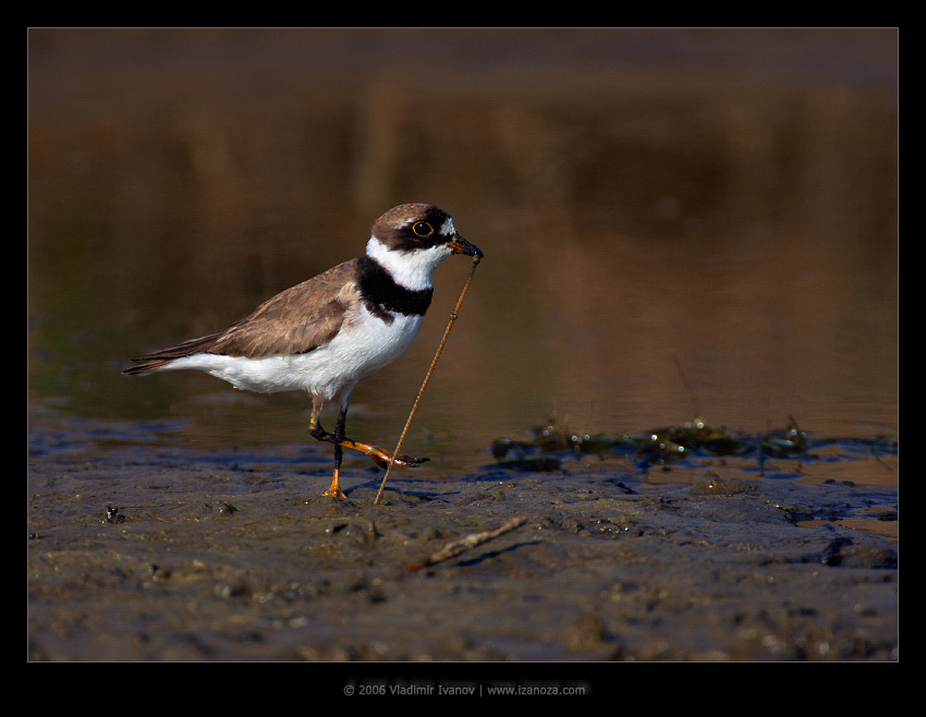 Узелок на память перепончатопалый галстучник semipalmated plover Virginia US