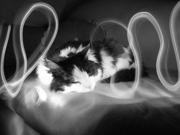 Коты и лабиринты черно-белое кот лабиринт