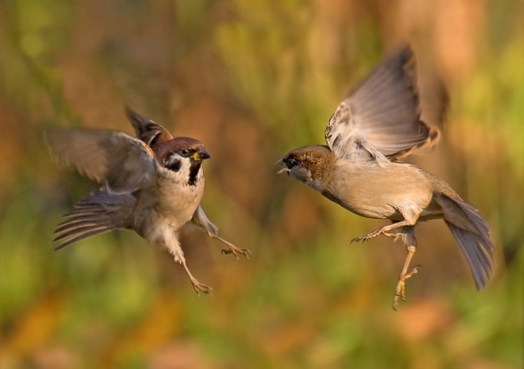 Задиристые Полевой воробей, Tree Sparrow, Passer montanus. Домовый воробей, House Sparrow, Passer domesticus, задира