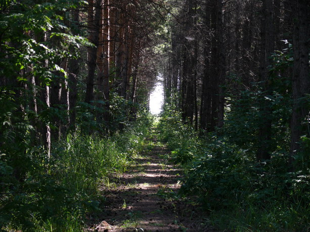 дорога в рай лес, тропа, дорога