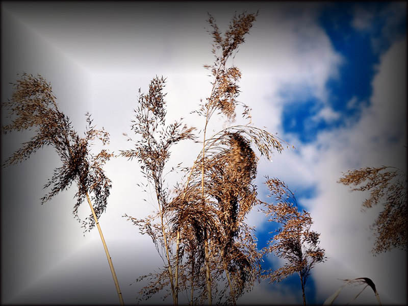*** Природа