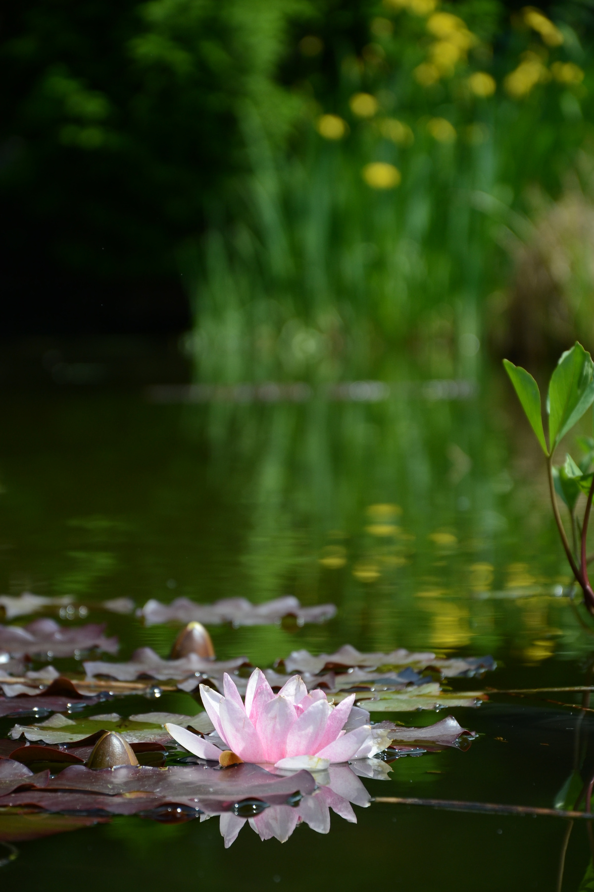 *** 