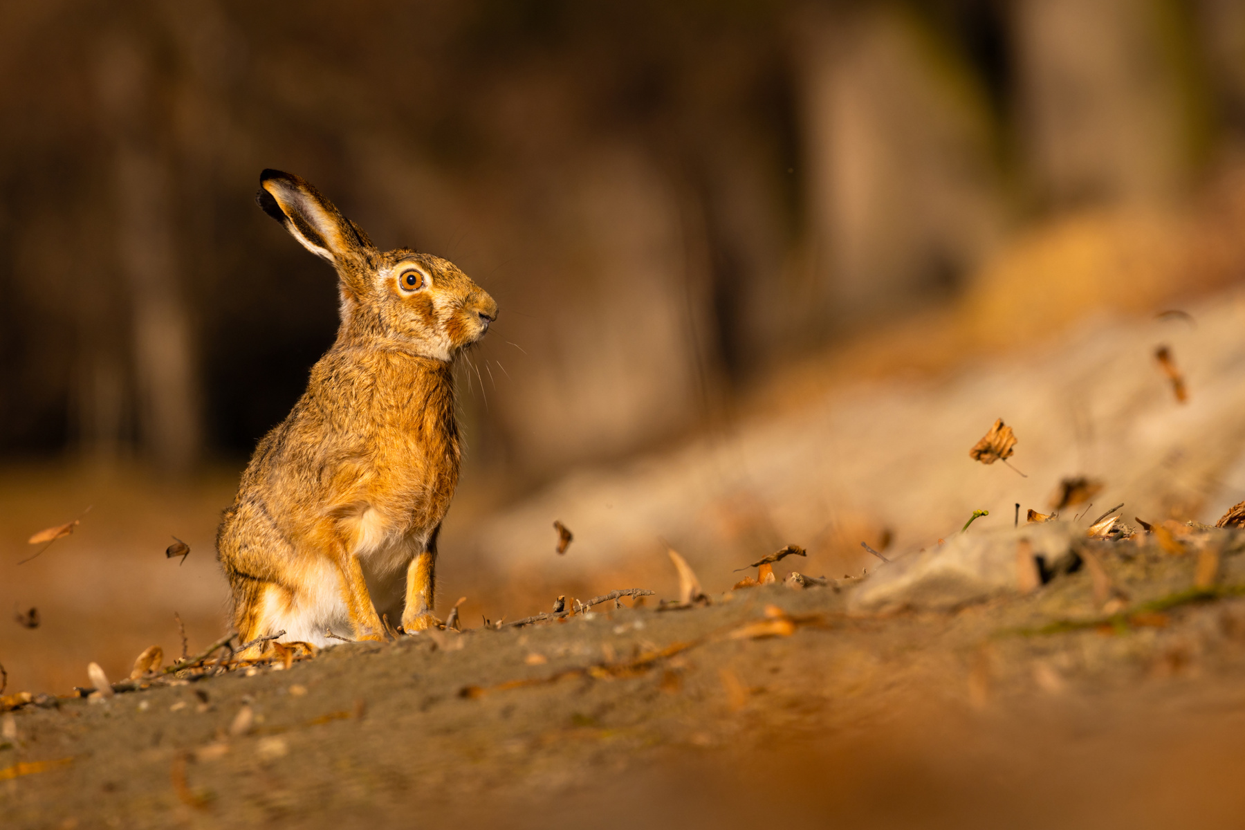 Hare 