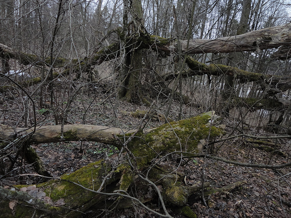 Суровый лес (13) 
