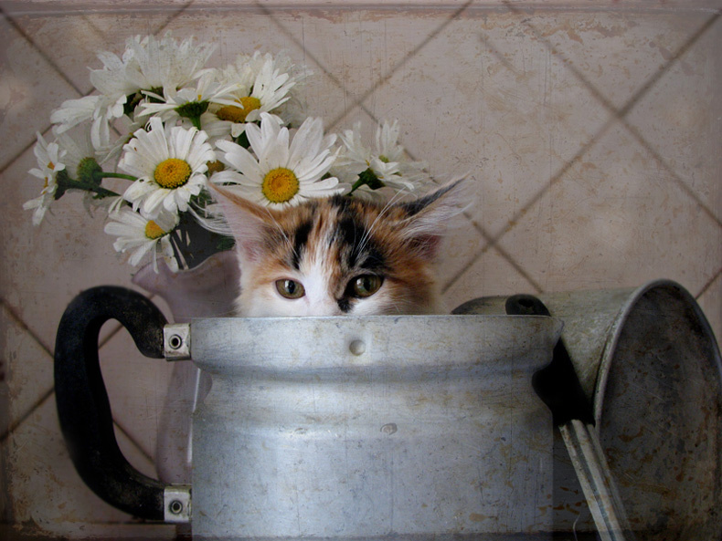 =^oo^= Кошка