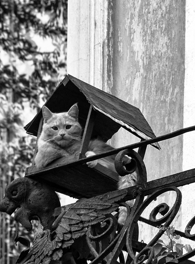 Кошкин дом кот кошка животные